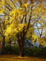 Thumbnail Fall Tree Leaves