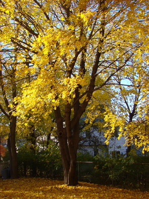 Product picture Fall Tree Leaves